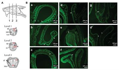 Transient Receptor Potential Ankyrin 1 Mediates Hypoxic Responses in Mice